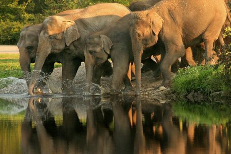 WILDLIFE SOS HISTORY